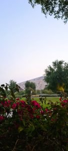 garden