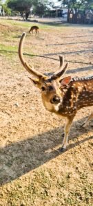 gazelle