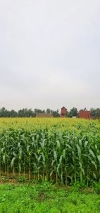 farm