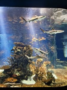 sharks