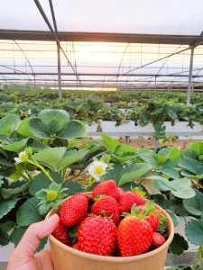 farm