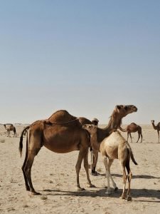 camels