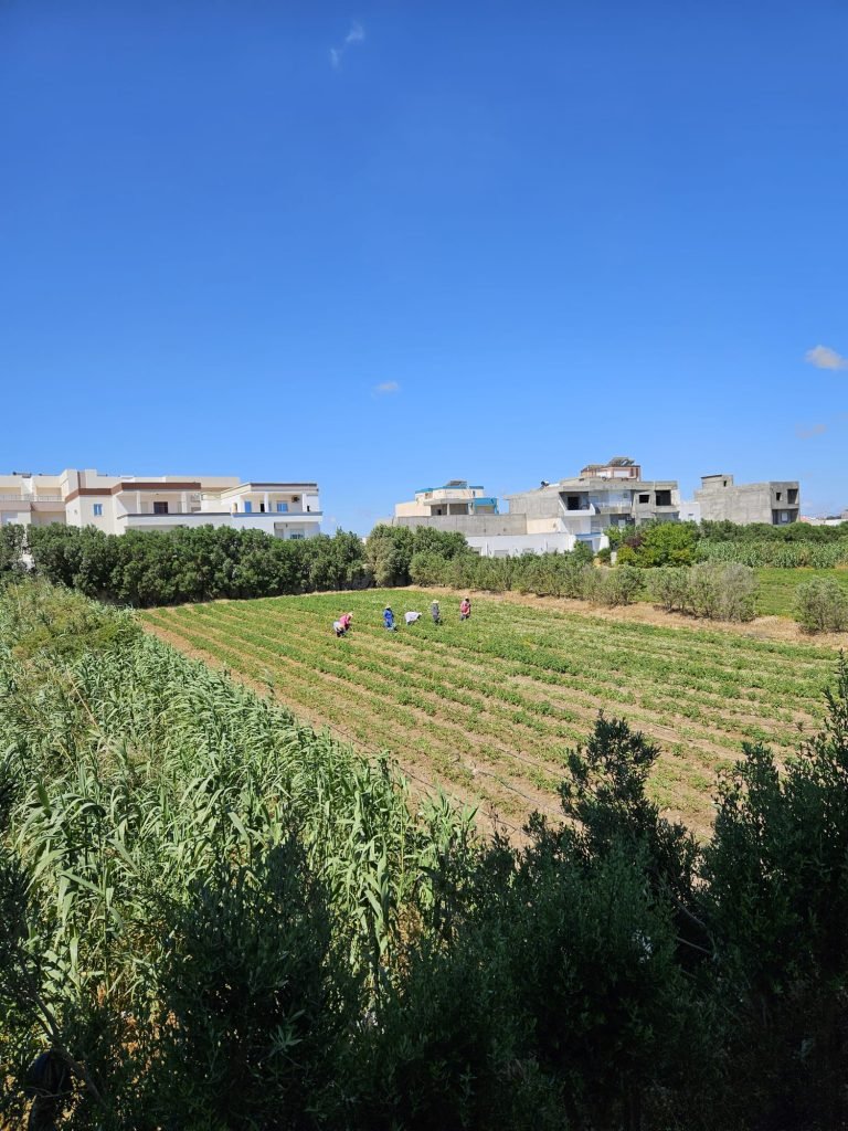 farm