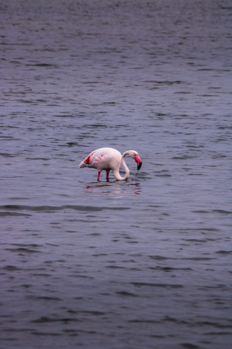 flamingo